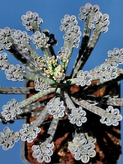 Kalanchoe Tubiflora (Mother of Thousands) / 5 เม็ด (USA)