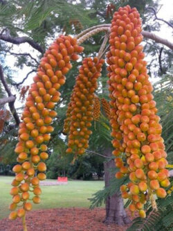 ทองพลุ (Colville's Glory) / 5 เม็ด (UK)