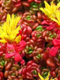 ซีดัม โอเรกานัม (Sedum Oreganum) / 100 เม็ด