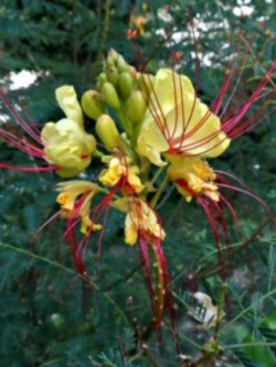 เมล็ดหางนกยูง (Desert Bird Of Paradise) ดอกสีเหลืองเกสรแดง / 10 เม็ด (Greece) หายากมาก