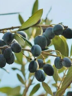 มะกอกดำ (Black olives / Oea europaea / 5 เม็ด (Portugal)