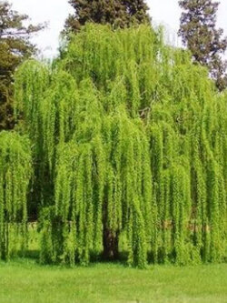 หลิว (Weeping Willow) / 25 เม็ด