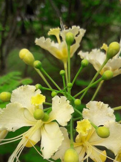 หางยกยูงไทย สีเหลืองอ่อน / 15 เม็ด หายาก