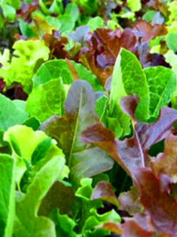 ต้นอ่อนผัก (Mesclun) คละ / 100 เม็ด