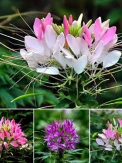 เสี้ยนฝรั่ง (Spider flower) คละ / 200 เม็ด (นอก)