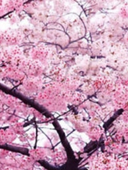 ซากูระ (Cherry Blossom) ชมพู / 10 เม็ด