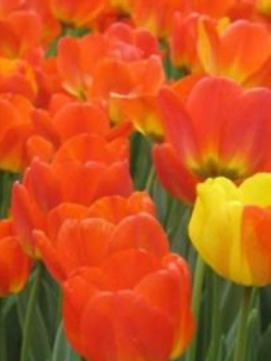 ทิวลิป สีส้ม / 100 เม็ด