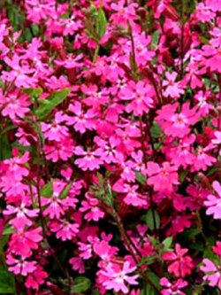 แคทฟลายร์ - ไทรอัมพ์ (Nodding Catchfly - Triumph) / 400 เม็ด (UK)