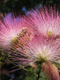 ทิ้งถ่อนต้น (Persian Silk Tree) / 20 เม็ด