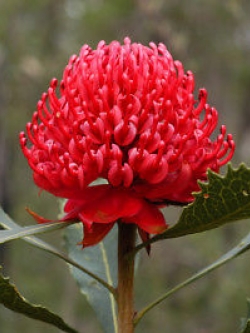 วาราท่าห์ (Waratah) แดง / 5 เม็ด (Australia)