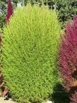 หญ้ากอเชีย (Kochia Scoparia / Cochia Hairy) / 200 เม็ด (Romania)