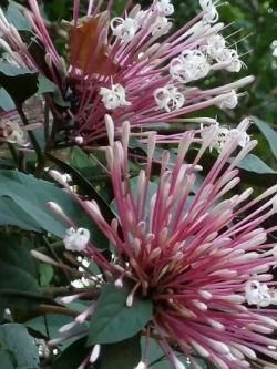 ต้นสาวสันทราย (Quezonla) สูง 50-70 ซ.ม. / ต้น