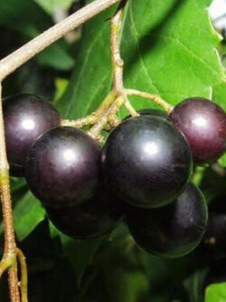 องุ่นมัสคาดีน (Muscadine Black) / 5 เม็ด (USA)