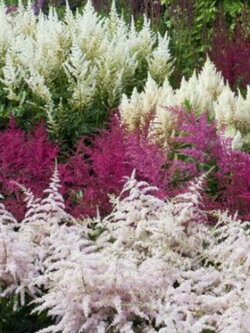 อัสดง (Astilbe arendsii) คละ / 100 เม็ด (Spain)*