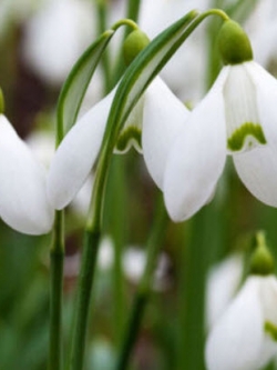 หยาดหิมะ หรือกาแลนธัส (Snowdrop / Galanthus) / 200 เม็ด