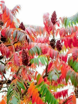 สแต๊กฮอร์น ซูแม็ค (Staghorn Sumac) / 100 เม็ด (Hungary)