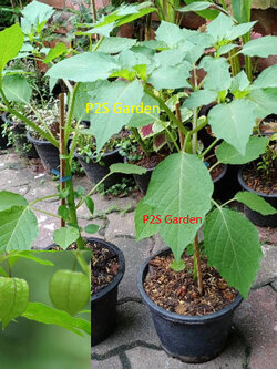 ต้นโทงเทงไทย หรือโทงเทงน้ำ สมุนไพรหายาก กระถาง 6 นิ้ว สูง 30-60 ซ.ม.