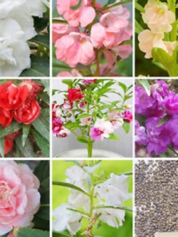 เทียนซ้อน คละสี / 100 เม็ด