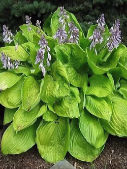 ฮอสต้า ใบเขียวมีดอก / 200 เม็ด