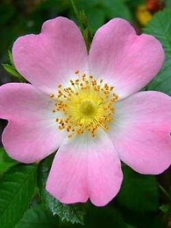 ด็อก โรส (Dog Rose) สีชมพูขาว / 10 เม็ด (UK)
