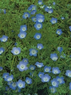 เนโมฟีลา - อินซายนิส (Nemophila insignis) / 1,000 เม็ด (UK)