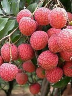 Genuine Thai Lychee (LIN-CHEE) / 10 pcs