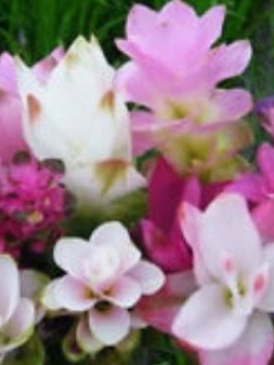 หัวปทุมมาหรือกระเจียว คละสี / 5 หัว (นอก)