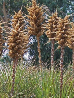 พูย่า ชิเลนซิส (Puya chilensis) / 10 เม็ด (France) *