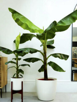 กล้วยรุ่งอรุณ หรือกล้วยดอกบัวอัสสัม (Musa Velutina) / 10 เม็ด (UK)*