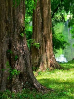 สนเรดวูด (Redwood Dawn / Metasequoia glyptostroboides) / 100 เม็ด (Portugal)*