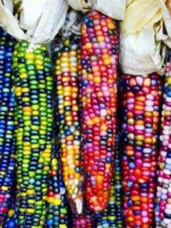 ข้าวโพดแฟนซี / 20 เม็ด