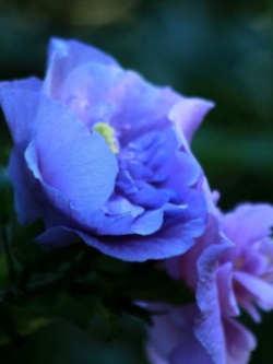 ชบาดอกใหญ่ สีฟ้า / 100 เม็ด (ER38)