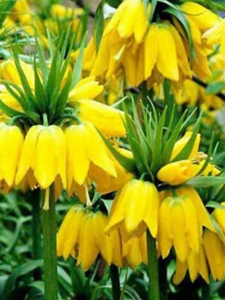มงกุฏจักรพรรดิ์ (Crown Imperial) สีเหลือง / 100 เม็ด