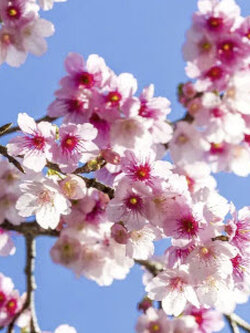 ซากุระ Kanhi zakura / 5 เม็ด (Japan)