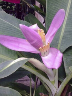 กล้วยบัวสีชมพู (Musa Ornata) / 5 เม็ด (UK)