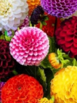 ดาห์เลียปิงปอง (Dahlia Pompons) ซ้อน คละ / 200 เม็ด (UK)
