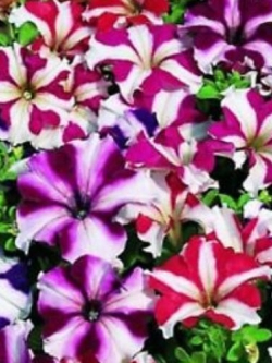 พิทูเนีย (Petunia Zvezdopad - Star Event) คละ / 3,000 เม็ด (Serbia)