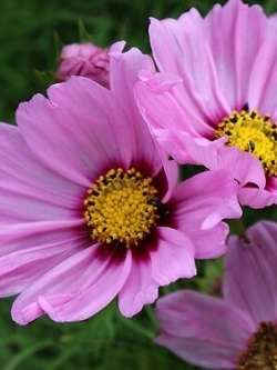 ดาวกระจาย โซนาต้า พิงค์ บลู้ช (Cosmos - Sonata Pink Blush) / 25 เม็ด (UK)