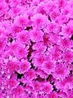 เบญจมาศ คลุมดิน (Ground-cover Chrysanthemum) สีชมพู / 100 เม็ด