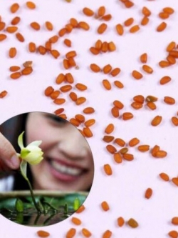 บัวจิ๋ว (mini lotus) คละสี / 50 เม็ด (นอก)