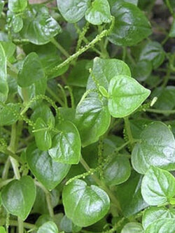 เมล็ดกระสัง / 150 เม็ด