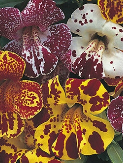 มิมิวลัส (Mimulus Tiglinus) คละ / 1,000 เม็ด (Serbia)