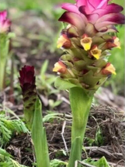 กระเจียวแดงกัมพูชา กระเจียวแดง กระเจียวหวานแดง / ซองละ 15 เม็ด