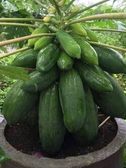 ต้น มะละกอเตี้ยชุมแพ (ต้นเตี้ยพันธุ์แท้) ลูกดก กรอบ เนื้อเยอะ