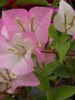 ต้นเฟื่องฟ้า 2 สี(ชมพู-ขาว) / ต้น