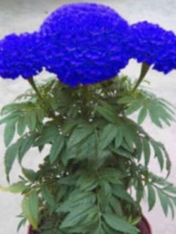ดาวเรืองหม้อ สีน้ำเงิน/ฟ้า (Blue Marigold) / 100 เม็ด (China)