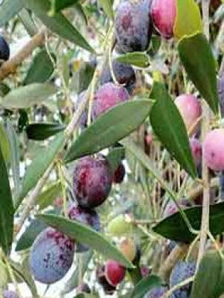 มะกอกคาลามาตา (Kalamata Greek Olive) หรือมะกอกดำ / 5 เม็ด (UK)