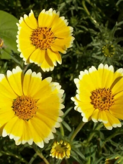 ดอกไข่ดาว (Tidy Tips) / 500 เม็ด (Portugal)