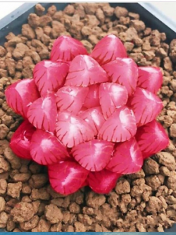 ฮาโวเทีย (Haworthia cooperi) แดง / 100 เม็ด