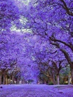 เพาโลเนีย (Paulownia tomentosa) / 10,000 เม็ด (Portugal)